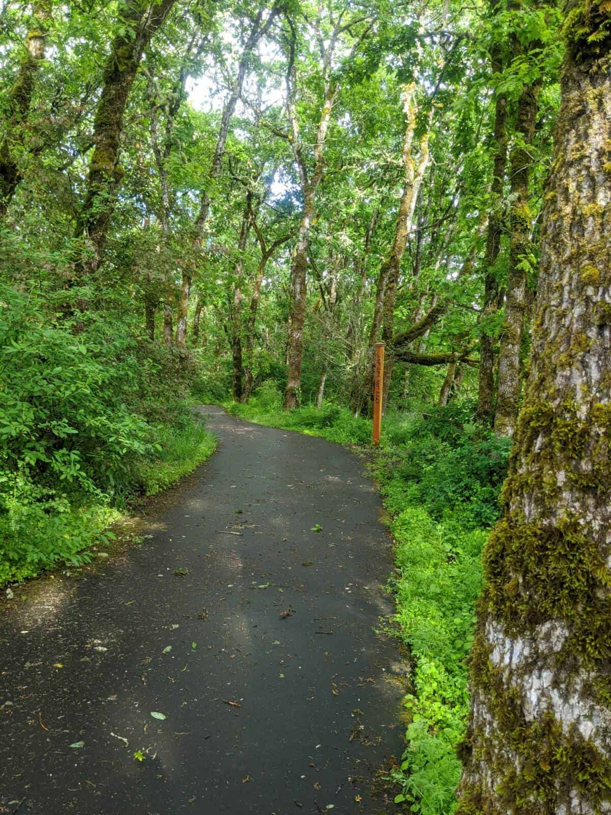 A paved footpath through a green forest in the Willamette Valley