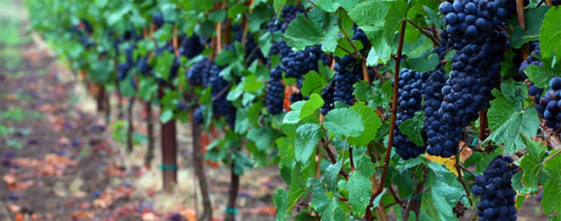 Cellar Season Pinot Noir Grapes