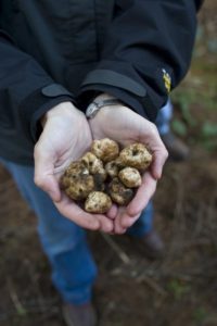 A person with cupped hands, full of white truffles