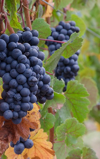 Pinot-Noir-Grape-Clusters