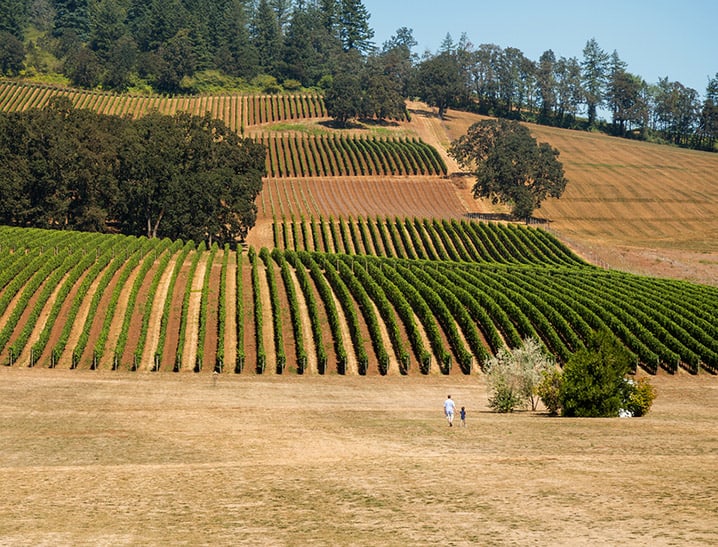 Willamette Valley Scene