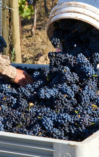 Pinot Noire Grape Harvest grapes
