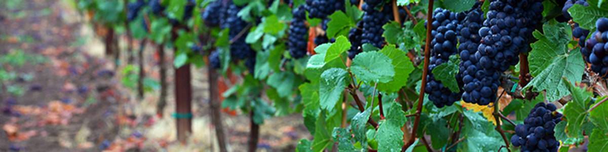 Row of Pinot Noir grapes prior to harvest in the Willamette valley of Oregon