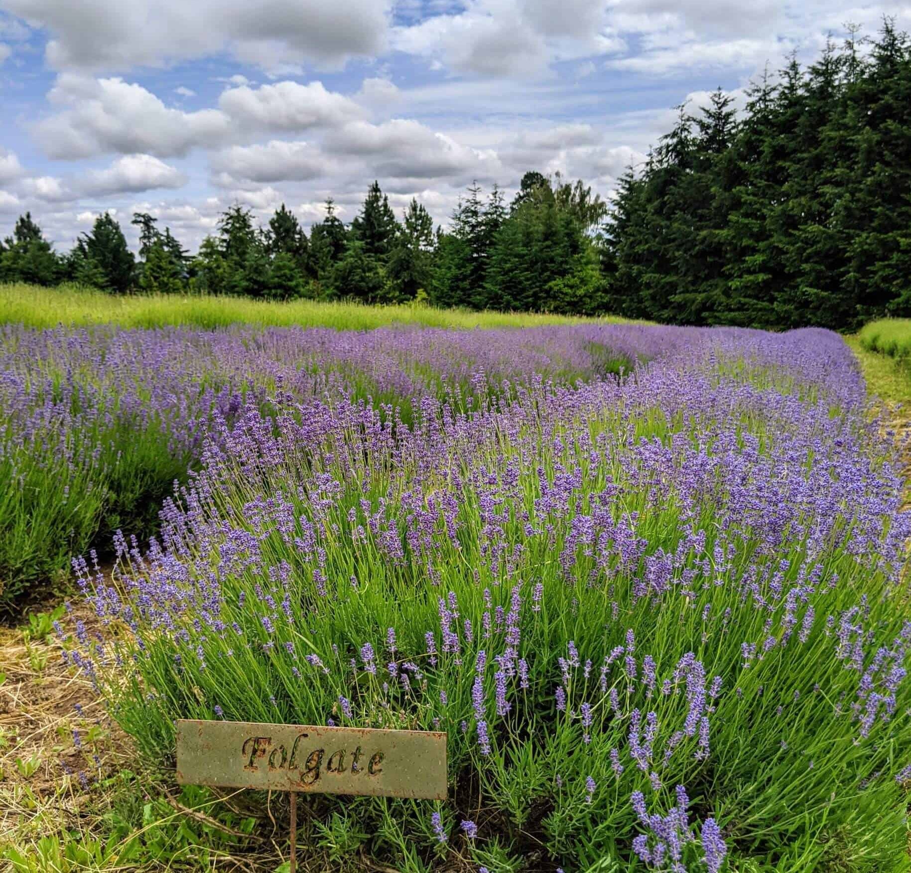 Folgate is one of 25 varietals of lavender available at Mountainside Lavender.