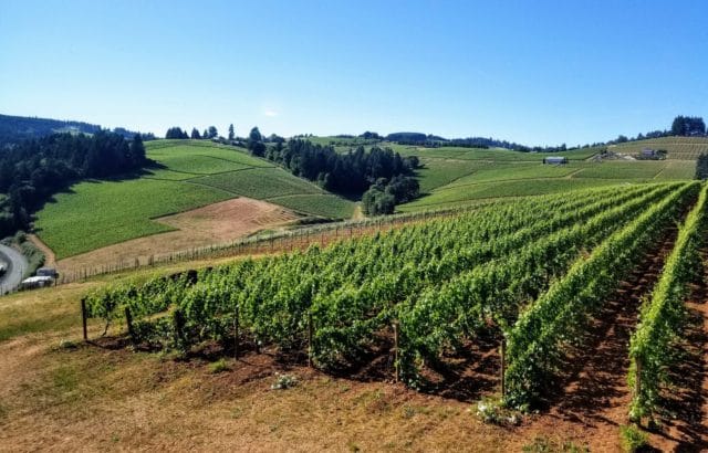 Rolling hills covered in vineyards in Oregon wine country