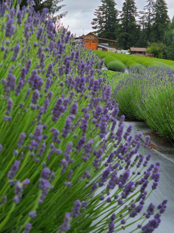 close up of a bush of lavender with a barn in the distance with orange doors