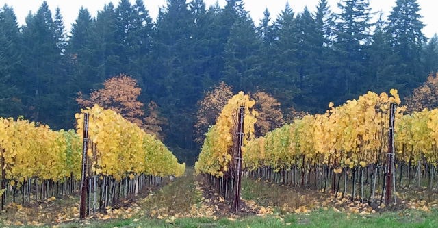 vineyard rows with yellow leaves
