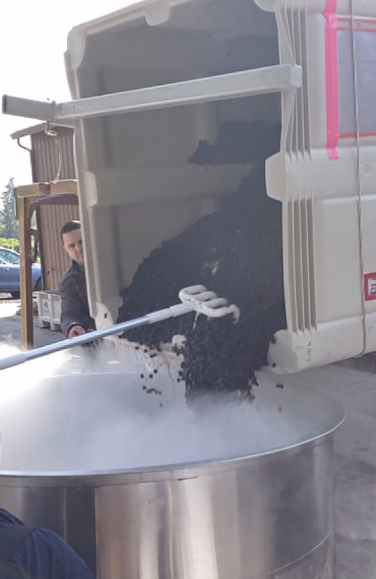grapes being poured from a sorting bin to a holding tank