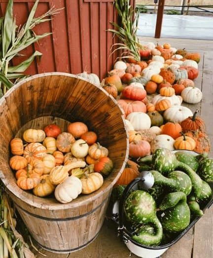 baskets of small gourds and pumpkins