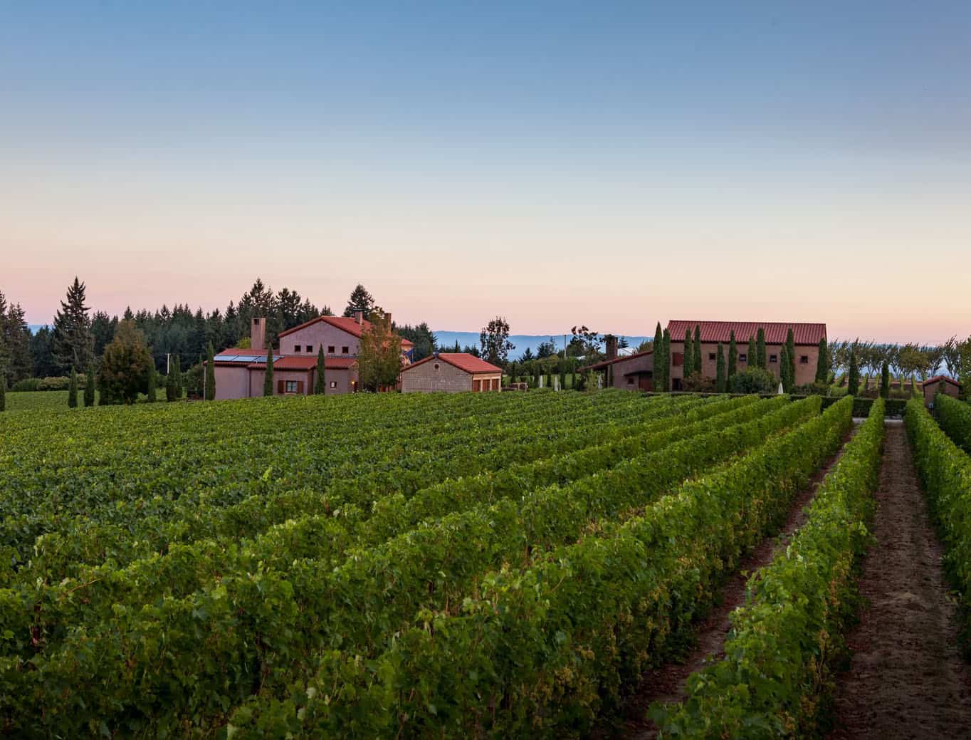 vineyards with two buildings in the distance