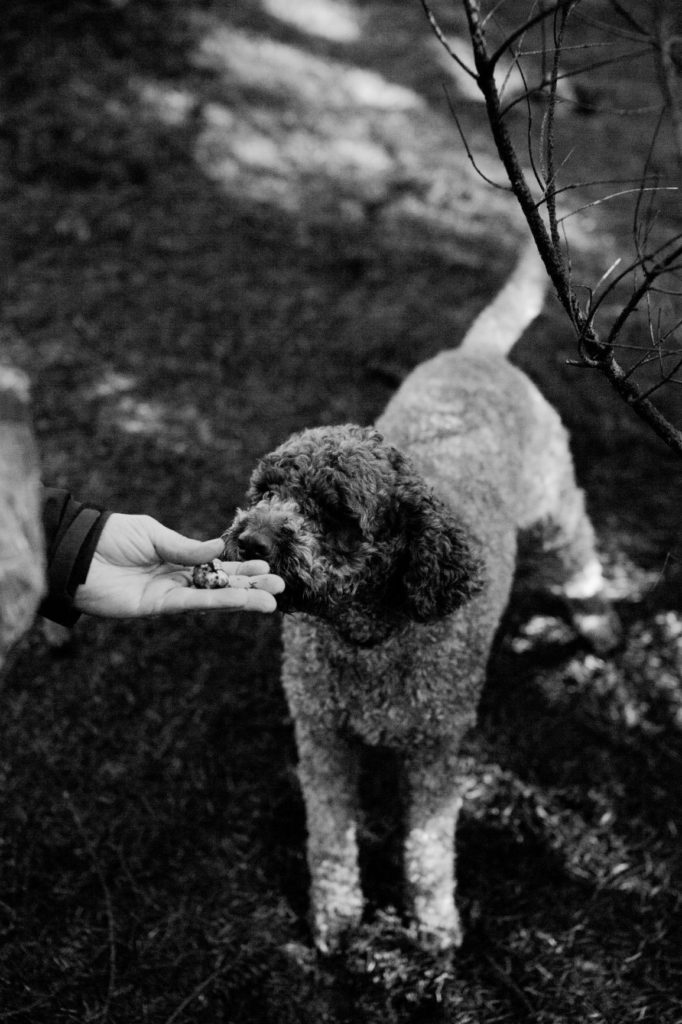 a labradoodle sniffing an oregon truffle in its owners hand
