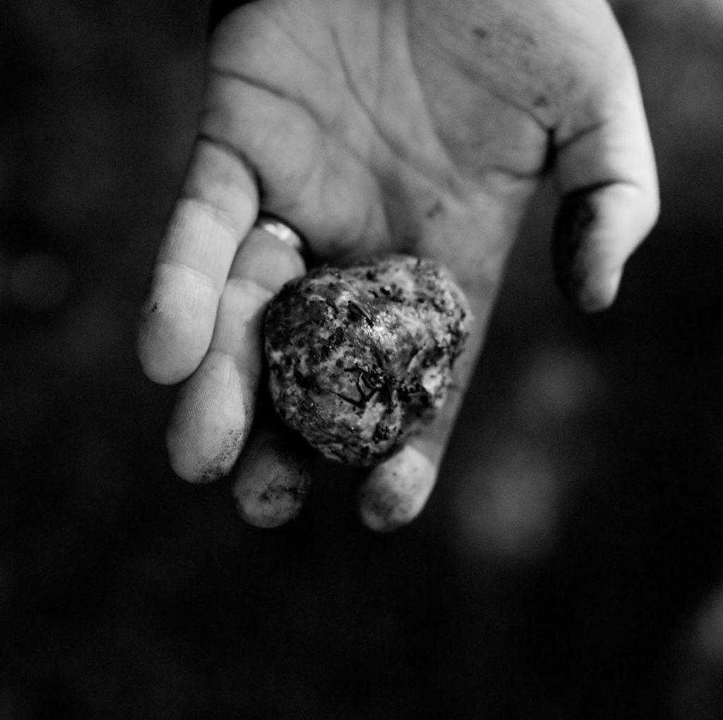 a hand holding a dirty oregon truffle