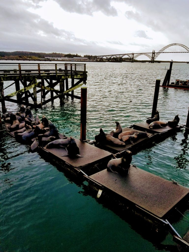 the docks in Newport Oregon with sea lions on it