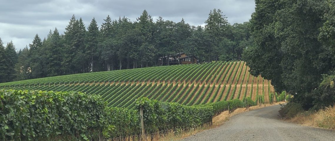 a narrow road with Willamette Valley grape vines to the left and trees to the right