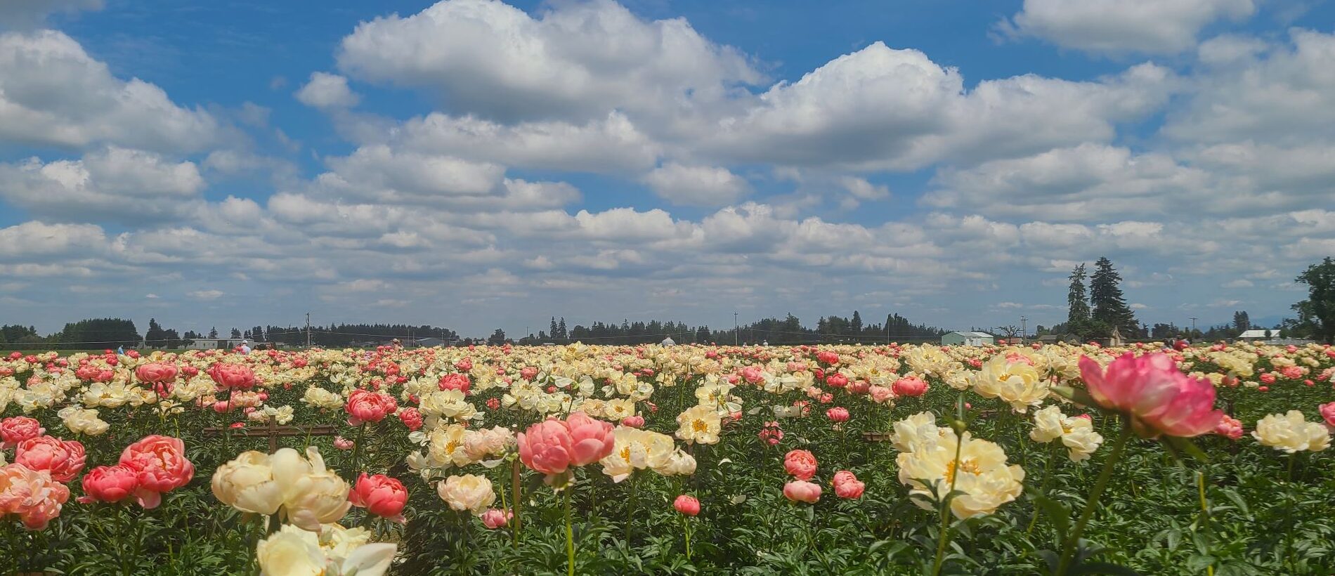 A field of Coral Sunset Peonies in the Willamette Valley