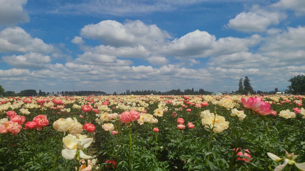 a field of Coral Sunset Peonies, some coral and some yellow at Adelmans Peony Garden in the Willamette Valley
