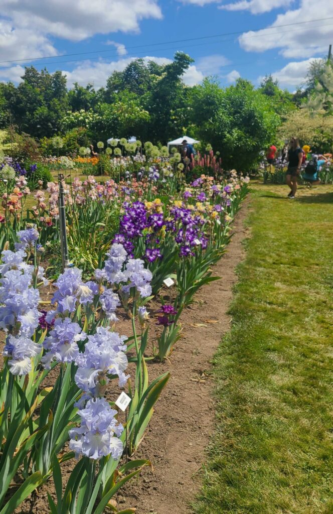 a row of light and dark purple irises at Schreiner Iris Garden in the Willamette Valley