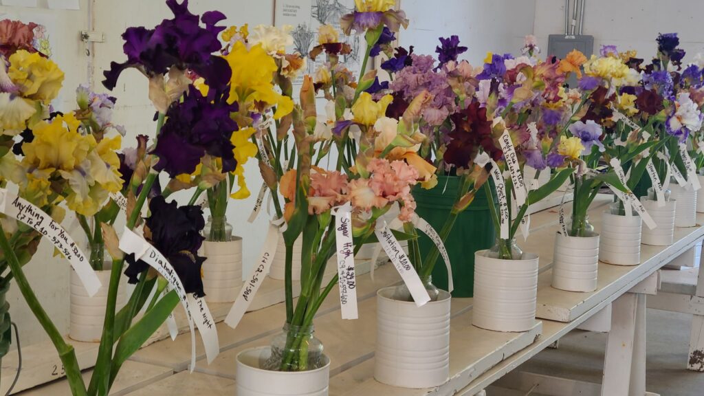 a variety of cut irises with name labels attached to the stems