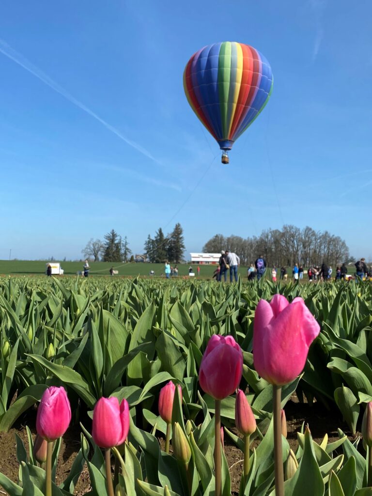 a hot air balloon just above a field of pink tulips at Wooden Shoe Tulip Farm in the Willamette Valley