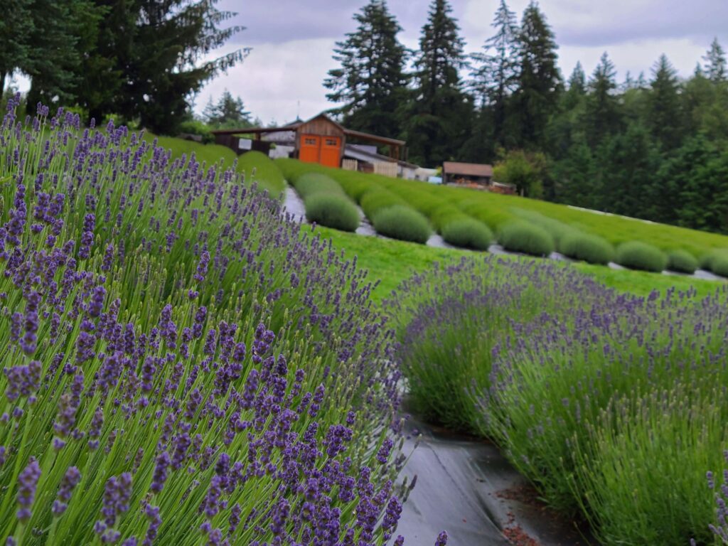 Lavender bushes with purple lavender buds with a barn in the background that has an orange door at Wayward Winds Lavender Farm in the Willamette Valley