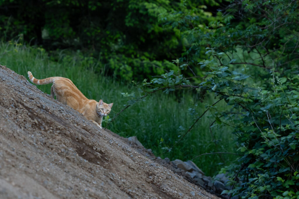 An orange cat running down a hill of dirt