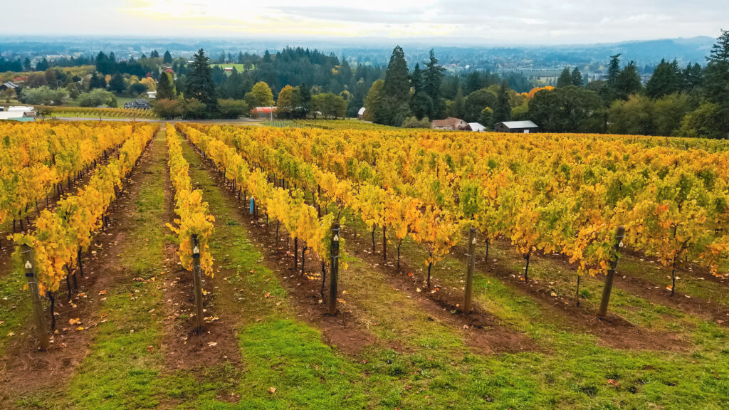 yellow leaves on the grape vines in fall at Bells Up Winery, with the view of the Willamette Valley in the background
