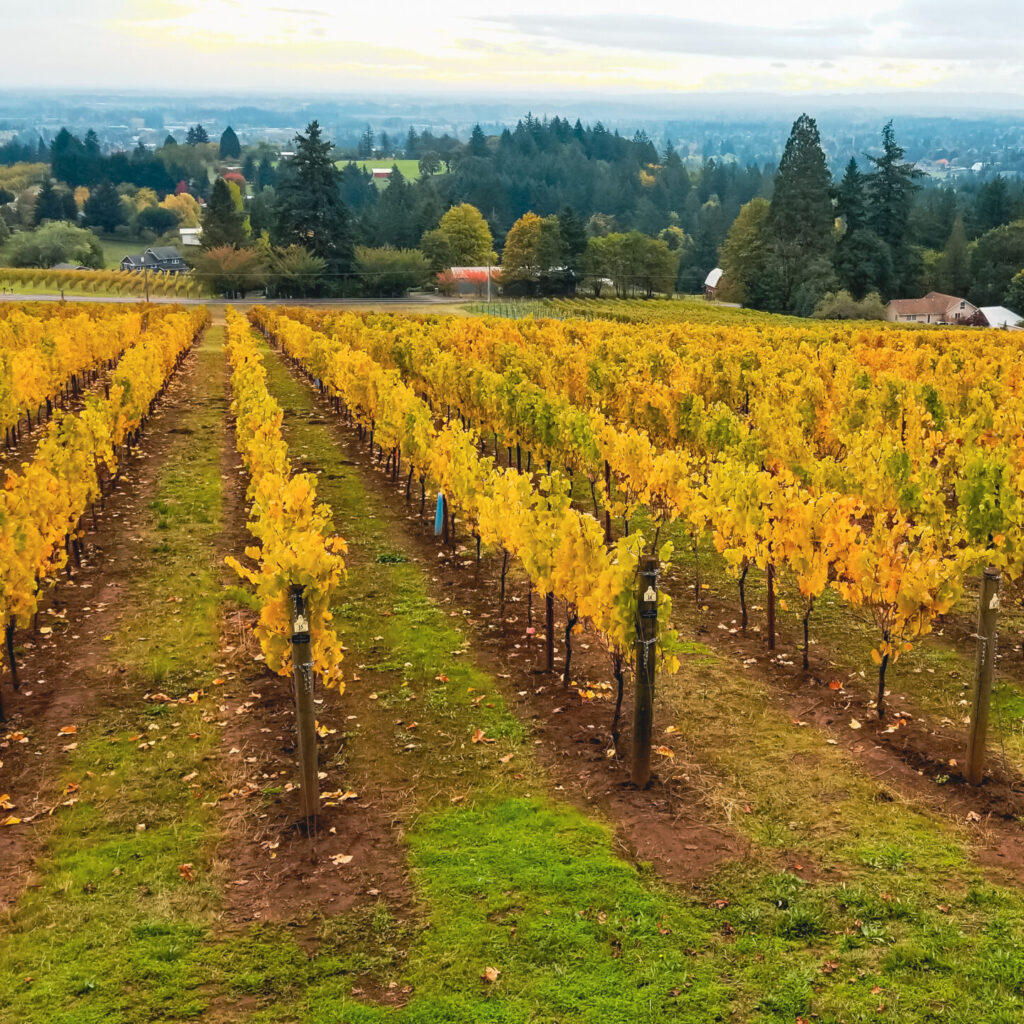 yellow leaves on the grape vines in fall at Bells Up Winery, with the view of the Willamette Valley in the background