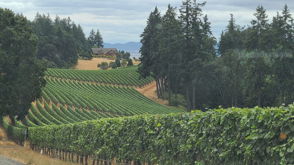 vineyards in the foreground, with the Winter's Hill Winery in the background