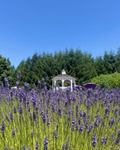 A field of purple lavender with a white gazebo in the background
