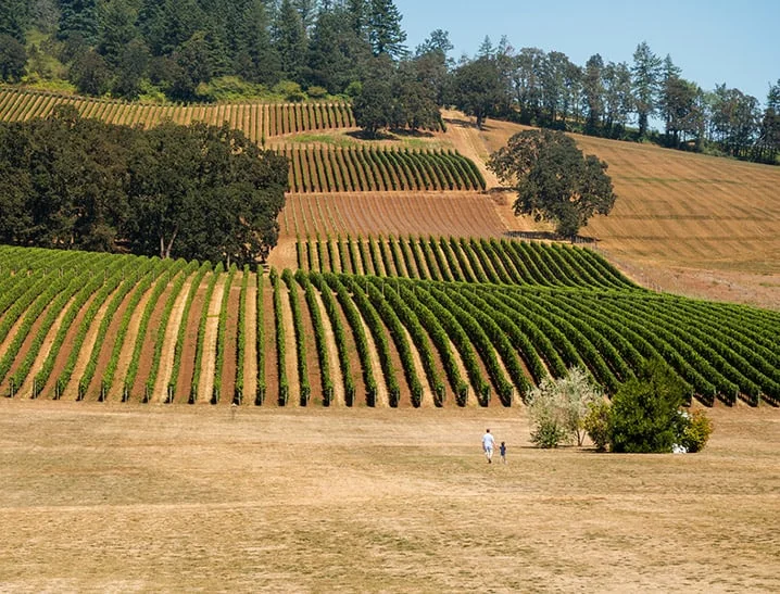 Willamette Valley Scene