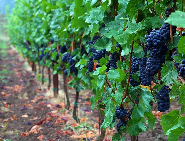 Row of Pinot Noir grapes prior to harvest in the Willamette valley of Oregon