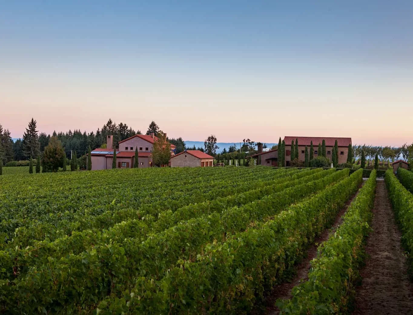 vineyards with two buildings in the distance